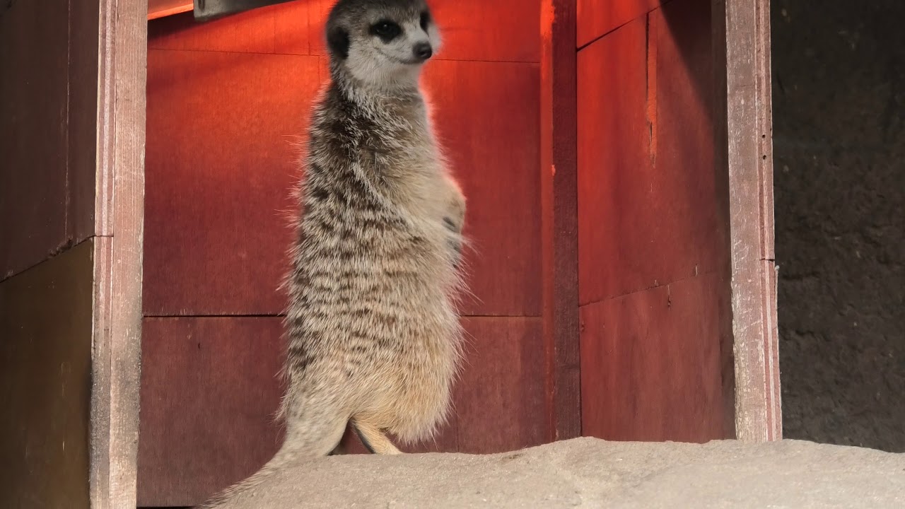 Meerkat (Akiyoshidai Safari Land, Yamaguchi, Japan) December 3