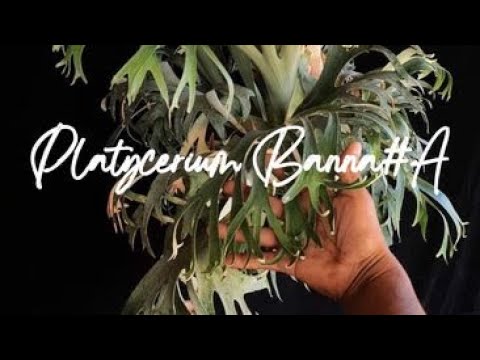 Platycerium Banna＃A 今季人気のビカクシダ、バンナコルク付けしま