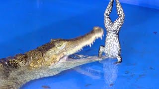 I gave a whole bullfrog to a giant crocodile - YouTube