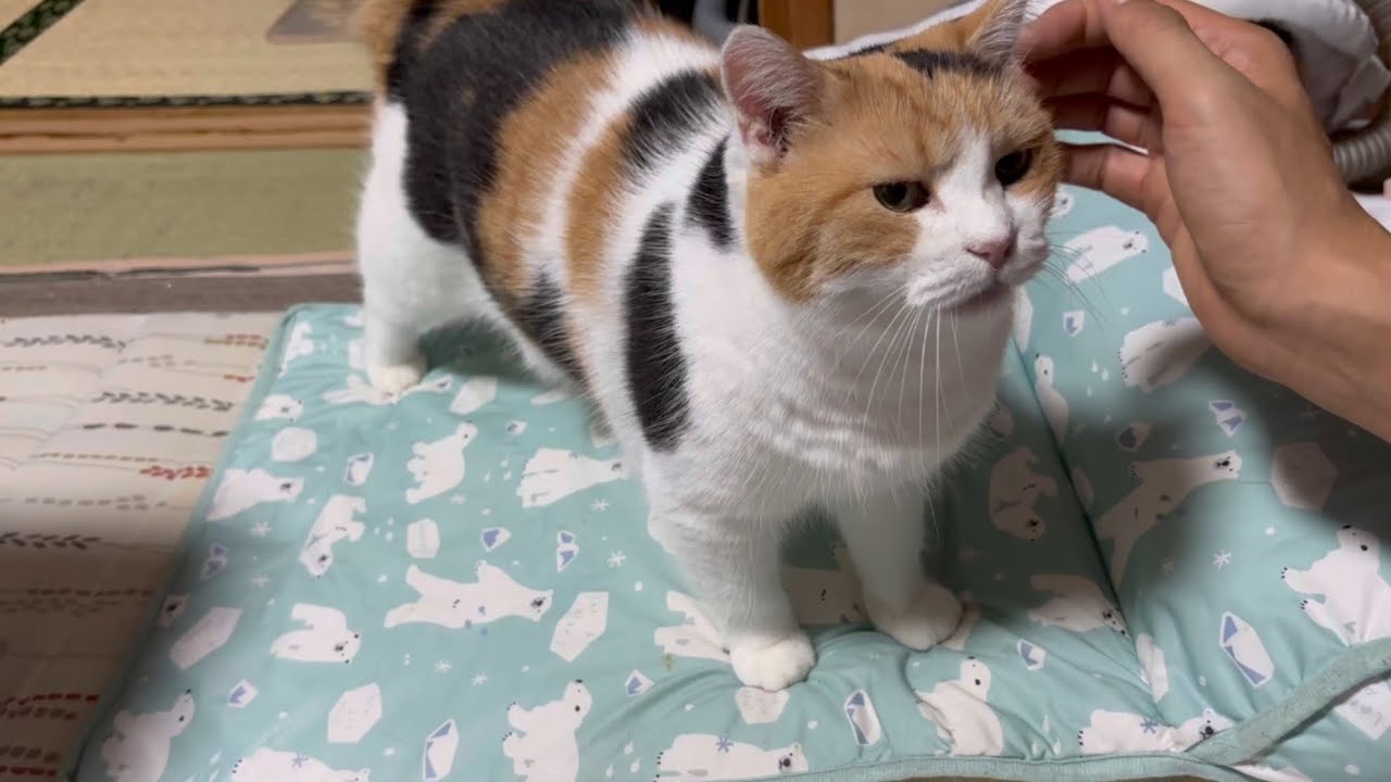 三毛猫】夜中まだ甘え足りないミケ（2025年9月23日） - YouTube