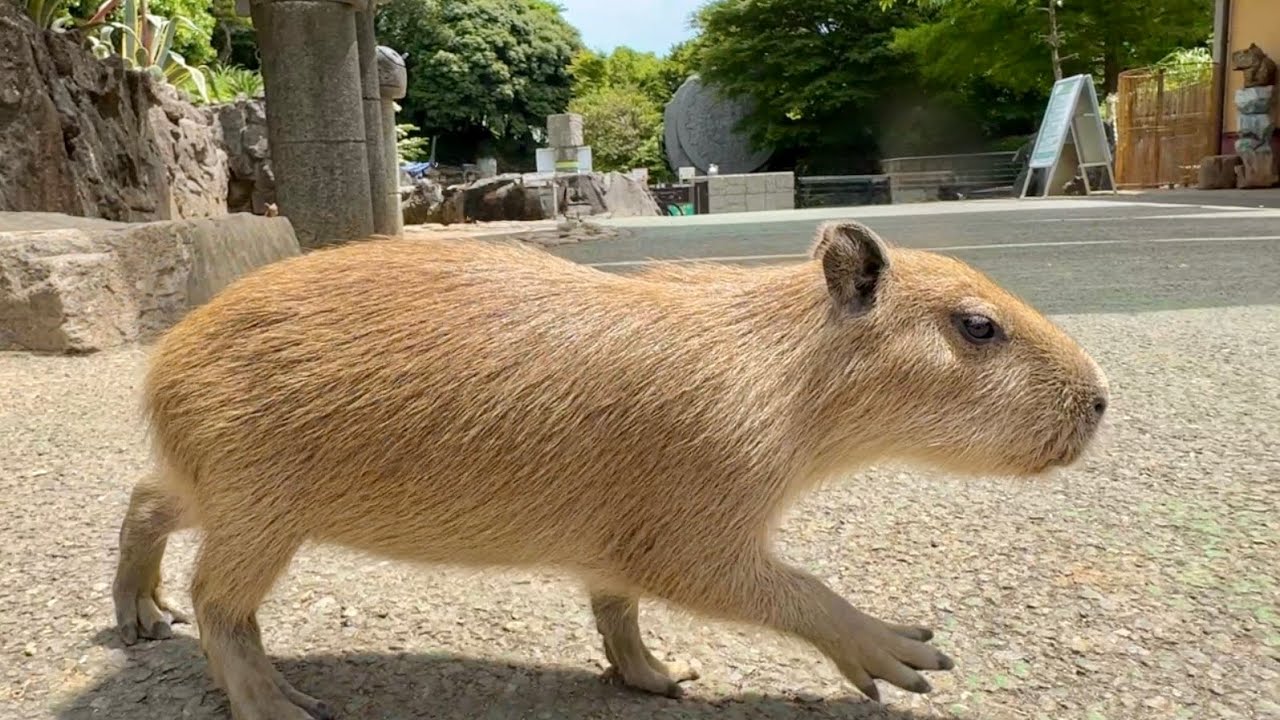 Free-spirited baby capybaras enjoying life at Izu Shaboten Zoo