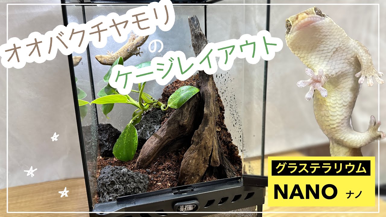 Vivarium] Create a simple yet striking environment for your gecko