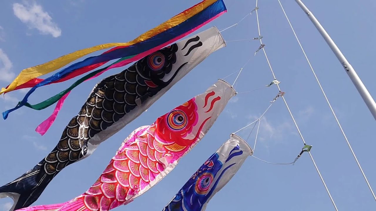 青空に映える播州鯉「龍王染本舗の鯉のぼり」 - YouTube