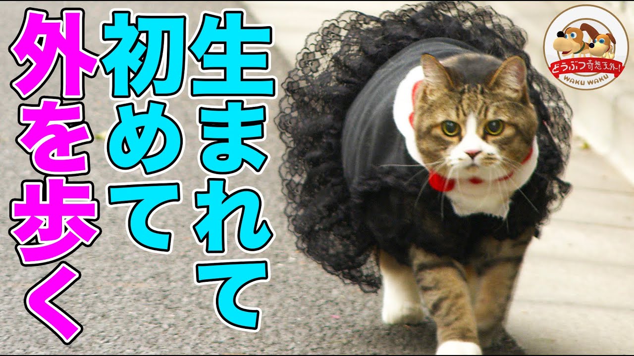 伝説の巨体ネコ】体重11kgのぴやくん、生まれて初めて外を歩いたら友達