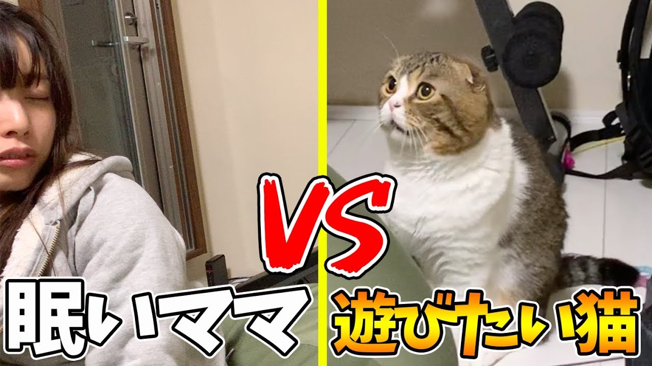 猫】どうしても寝たいママVSぽこ太郎【スコティッシュフォールド
