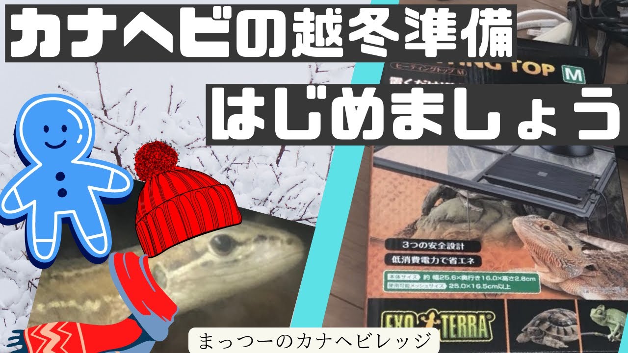 冬場のカナヘビ飼育【越冬に必要な設備紹介】ヒーティングトップ