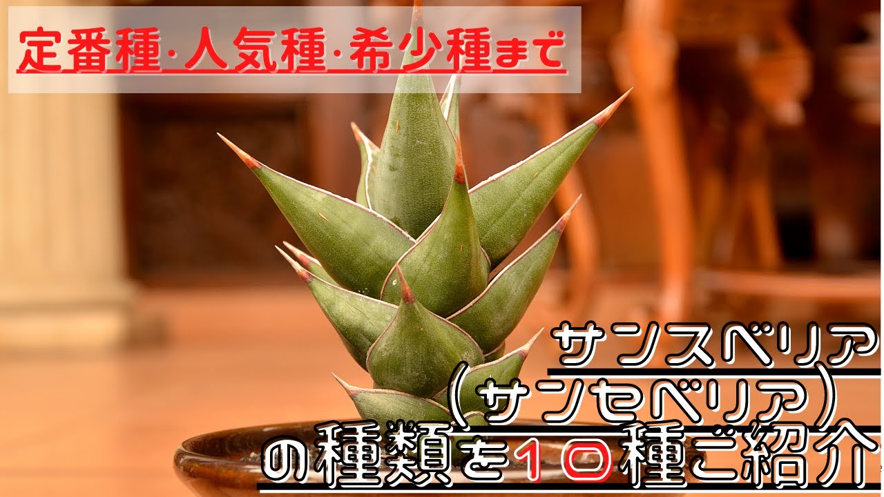 Introducing the Types of Sansevieria] Introducing 10 varieties