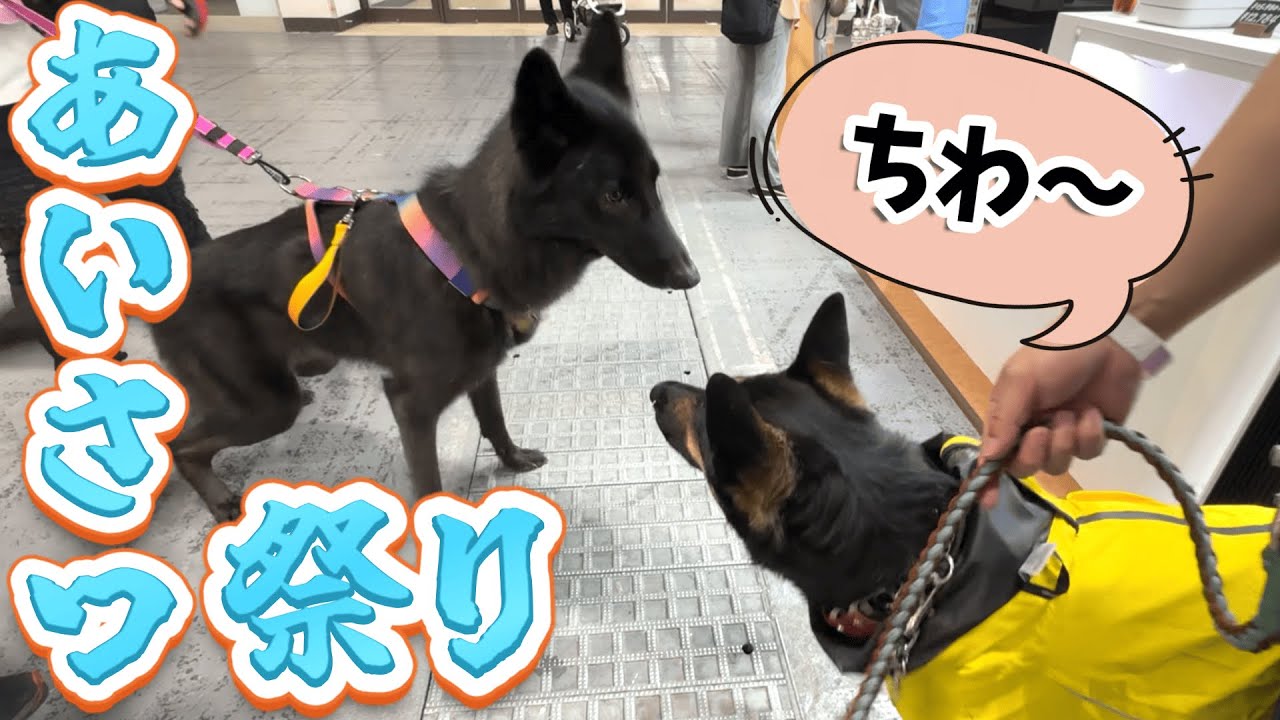 Went to Japan's Largest Pet Expo… and Got Caught in a Dog Greeting