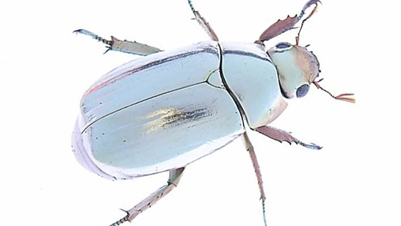 29mm】多分クリサルギレアプラチナコガネ レッドフォーム標本 29mm