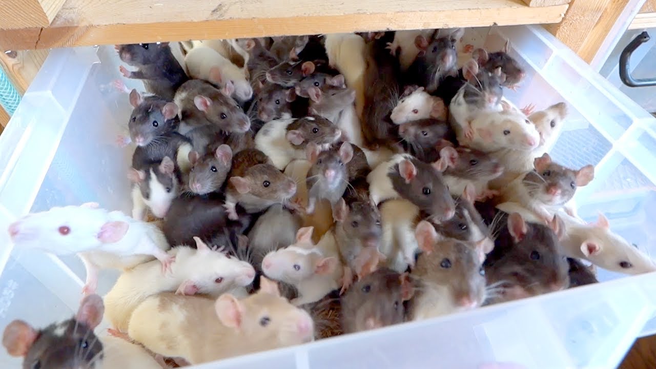 I'll show you how dangerous the proliferation of rats is. - YouTube