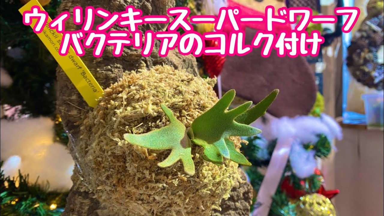 P.willinckii super dwarf 'Bacteria'ビカクシダ ウィリンキースーパー