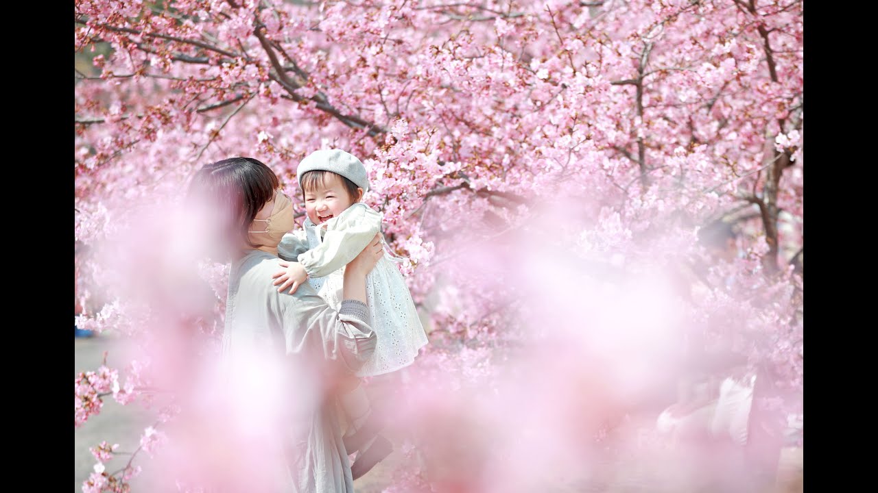 華やぐ京都 淀の河津桜が見頃 - 産経ニュース