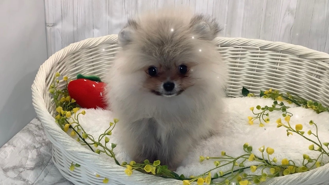 ポメラニアン♂2602D0195 - YouTube