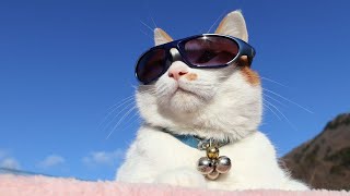 ちろサングラス cat sunglasses 250219 - YouTube