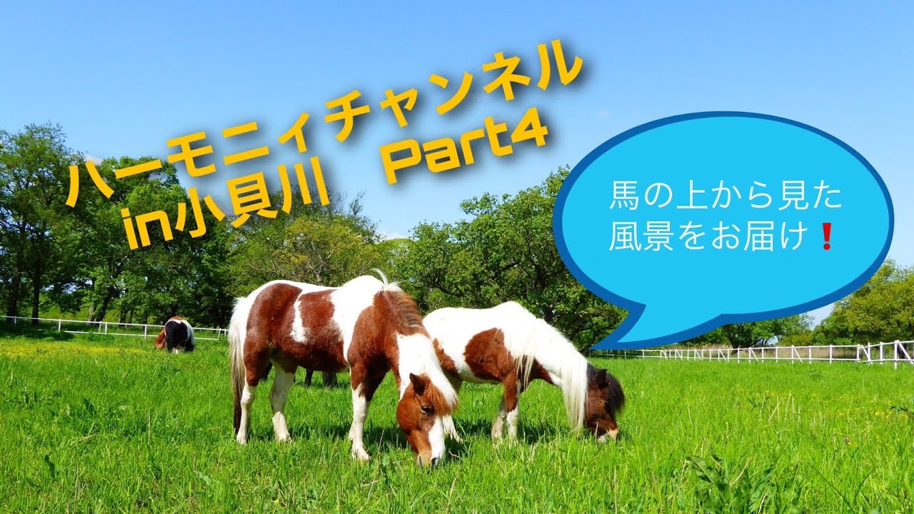 まるで外乗している気分！馬の上からの景色をお届けします。 - YouTube