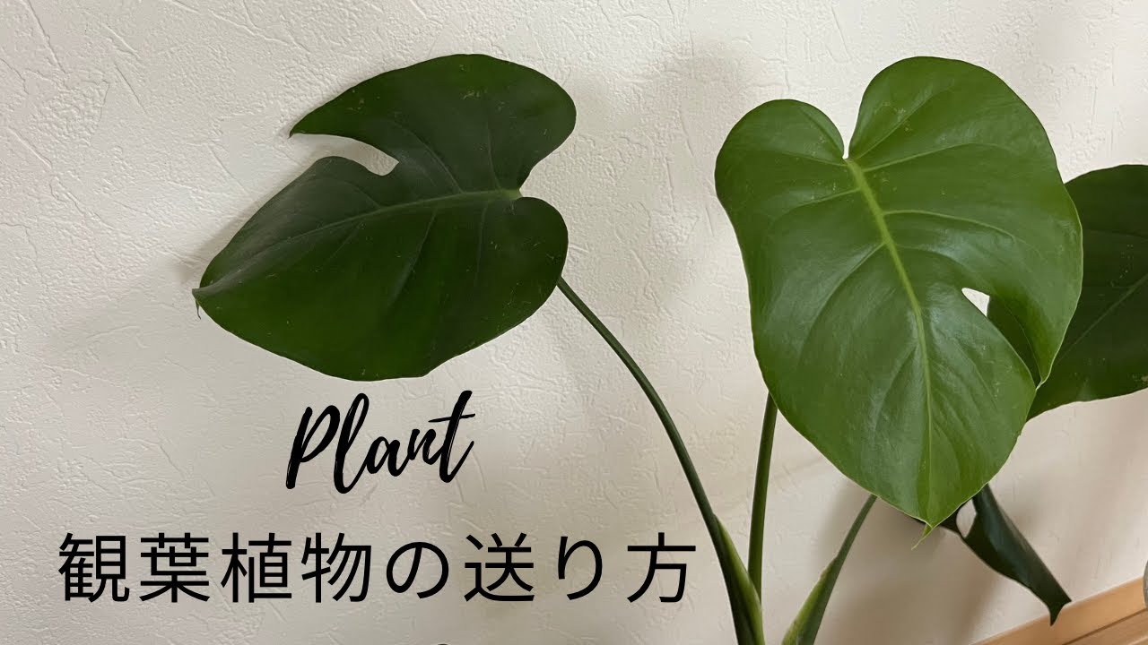 観葉植物の送り方/第四種郵便 - YouTube