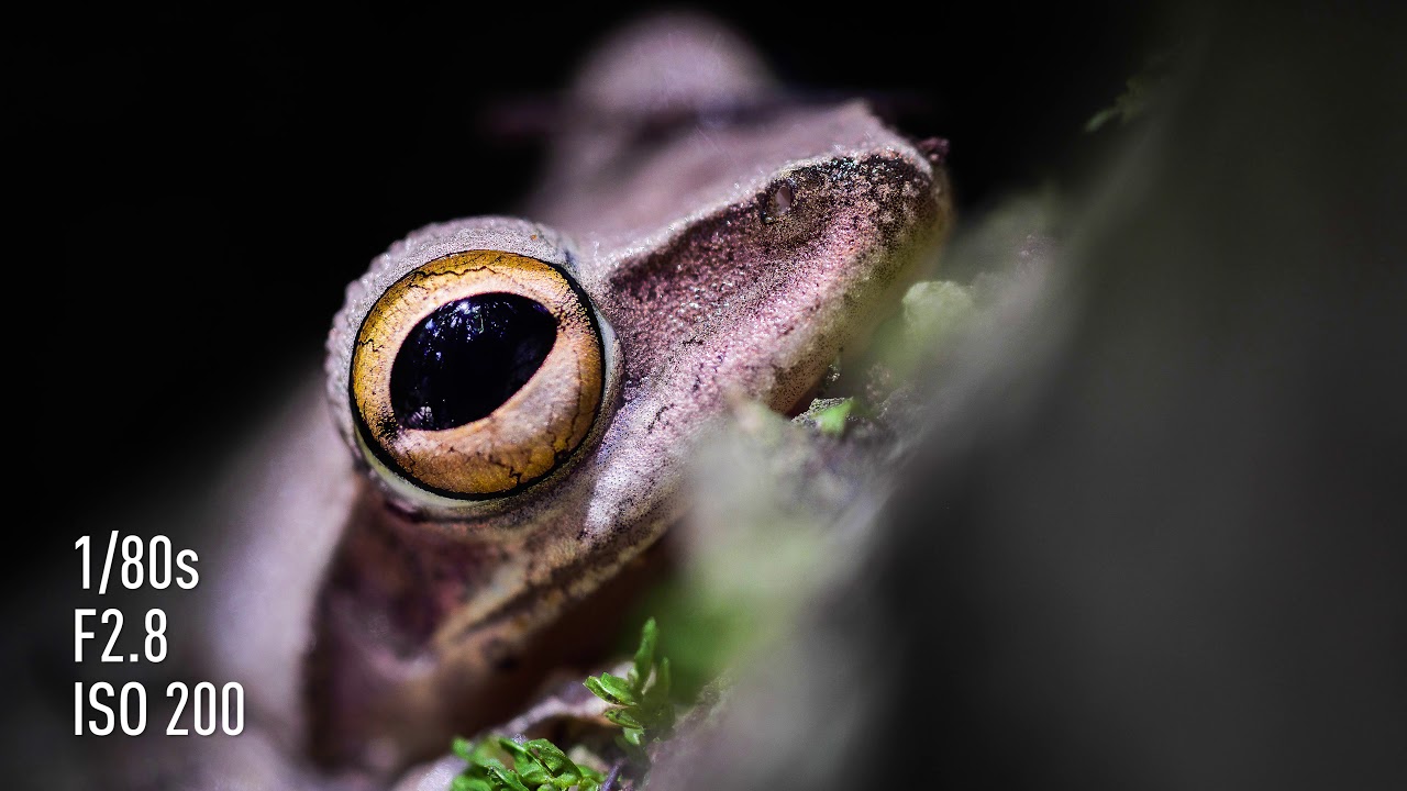 Introducing LEICA DG MACRO-ELMARIT 45mm /F2.8 ASPH. / MEGA O.I.S.