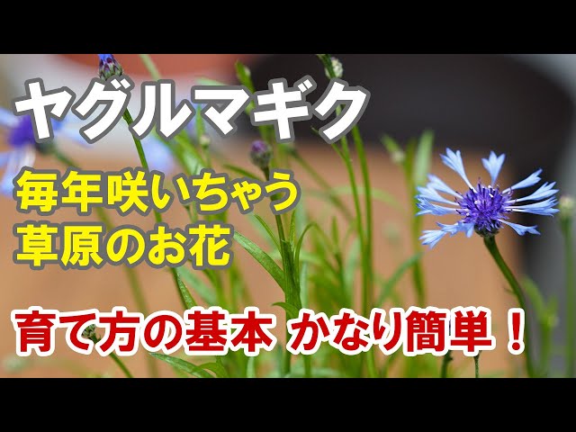How to grow cornflowers: They will grow rapidly even from