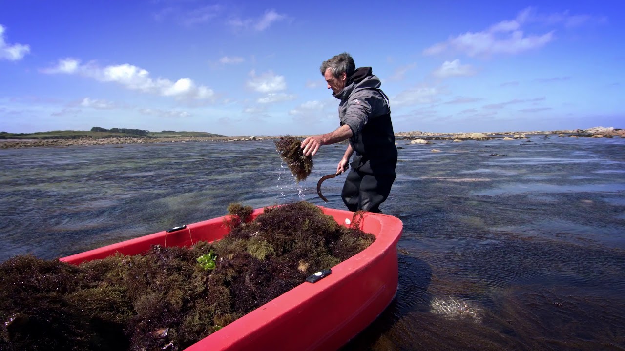 フィトメール シフォリア ラディアンス エクスフォリアン クリーム