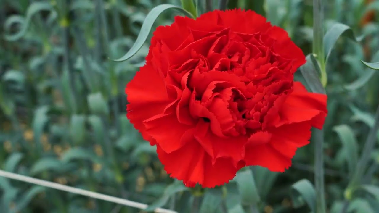 sel® ドンルイス DCS 16-2074 | カーネーション Cuttings