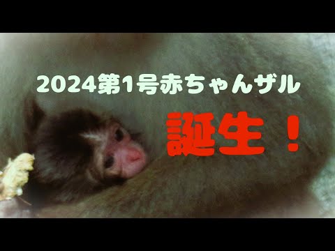 2024 第1号赤ちゃんザル 誕生！ - YouTube