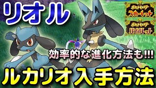 Pokemon SV] How to obtain Riolu and Lucario and where they appear