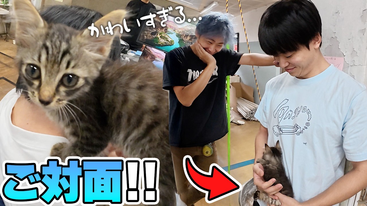 子猫のかわいさにスタッフ全員メロメロ【入りきらなかった映像