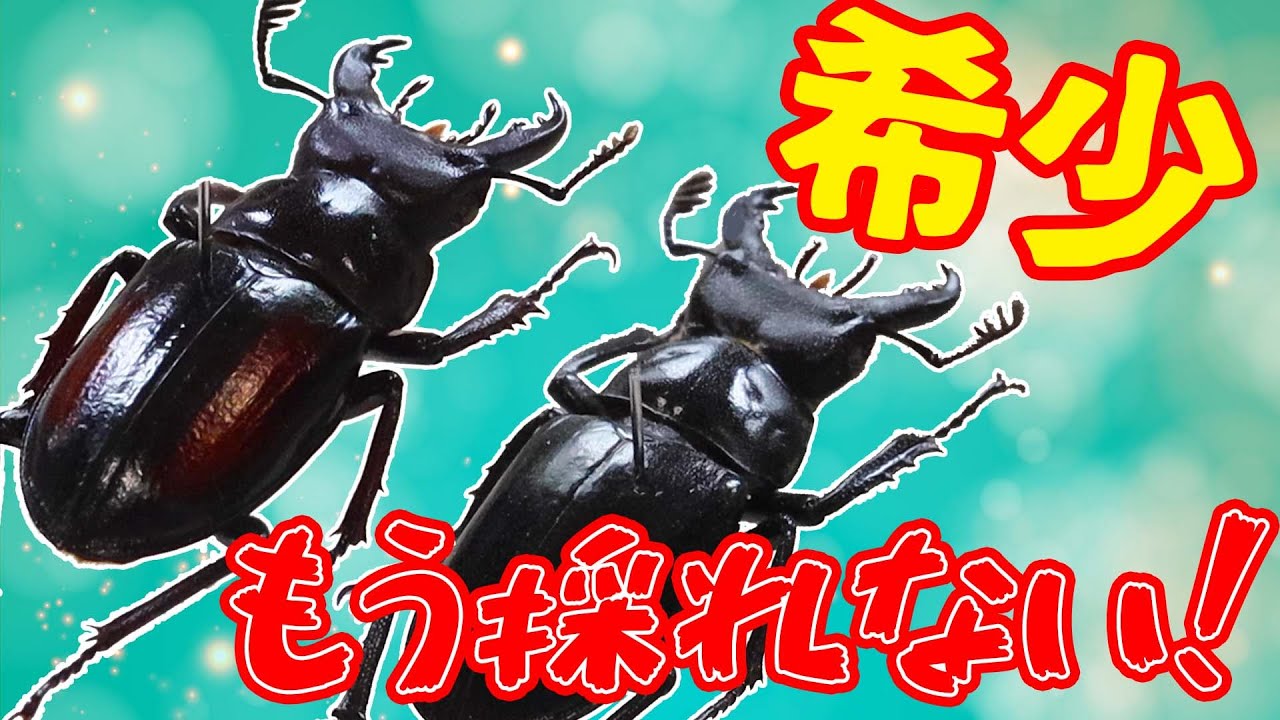 採集禁止!!】超貴重なミヤマクワガタ！？【ミクラミヤマクワガタ