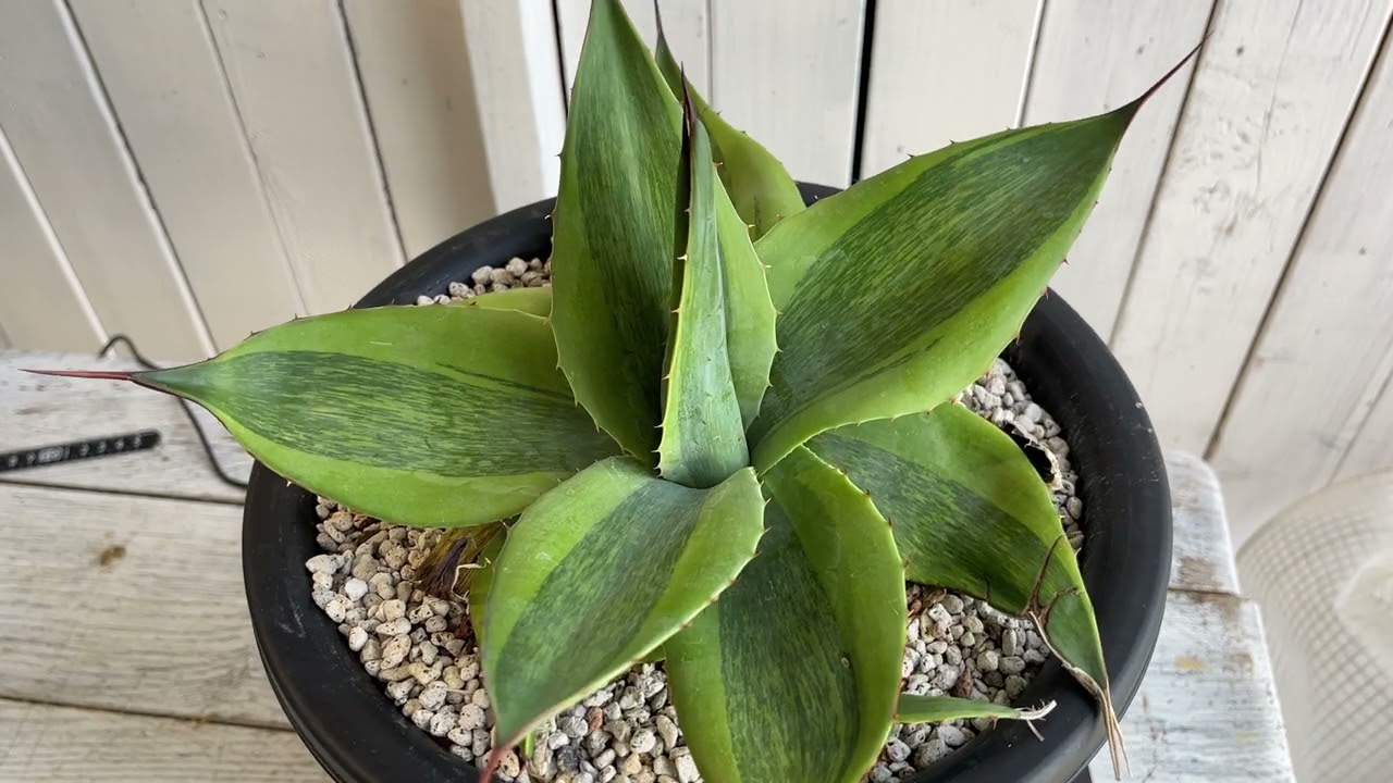 アガベ オバティフォリア MOBY AGAVE オルカ キラー モビー US株