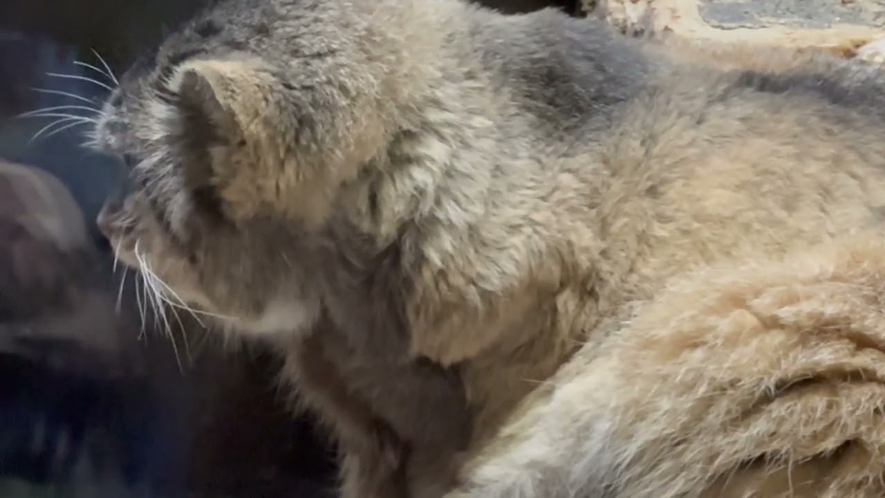 プリちゃん小屋の上で一休み マヌルネコ 上野動物園にて 2026年2月6日