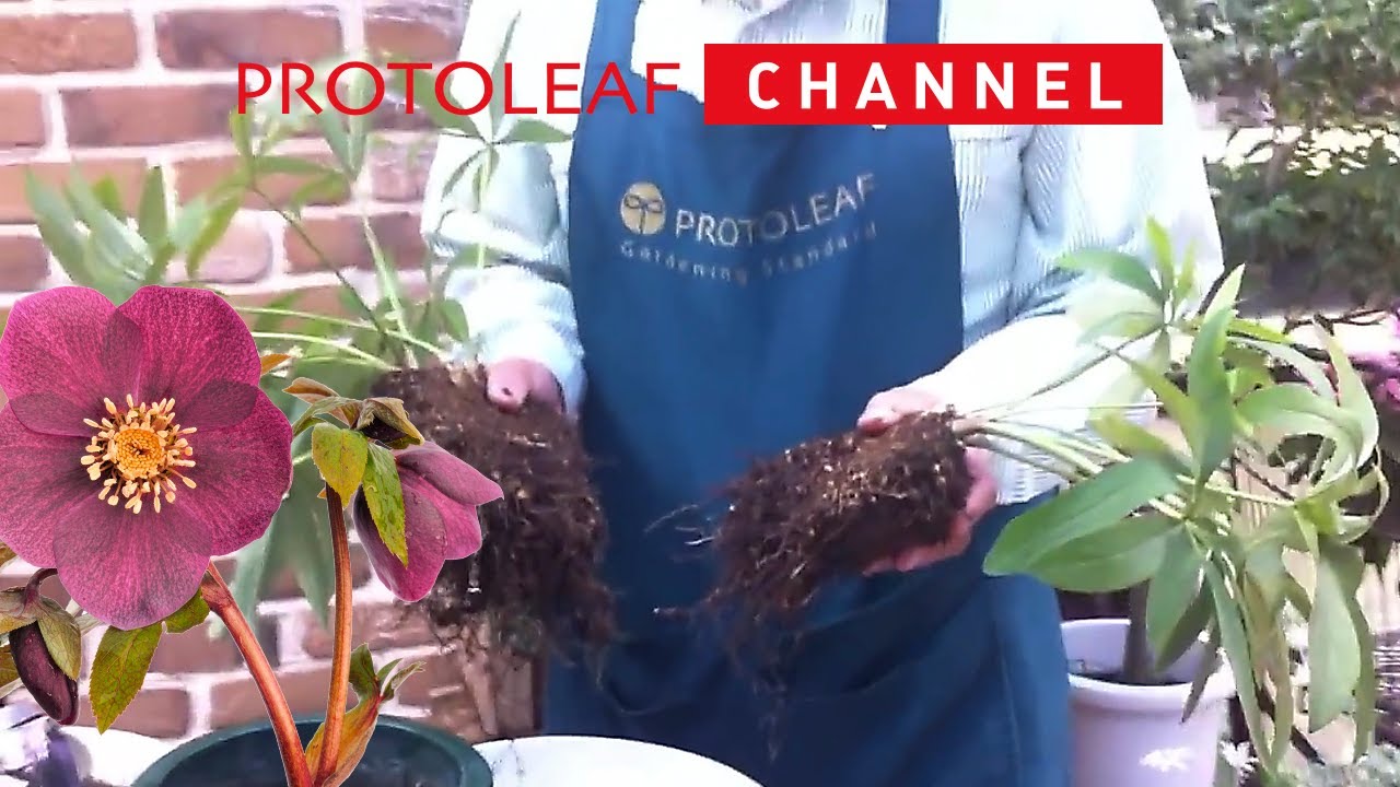 クリスマスローズの育て方「株分け」 - YouTube