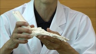 足の骨モデル，脛骨・腓骨付，エラスティックコードつなぎ | 日本