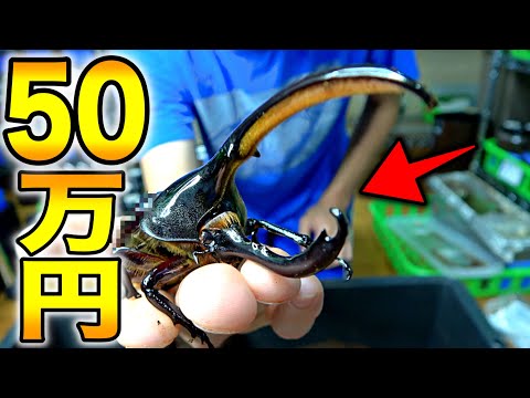 2年前に50万円で購入した「ヘラクレスリッキーブルー」の子供が遂に