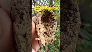 送料無料】台湾 カリマンタン 天然沈香古木 44 グラム 沈水級 沈香置物