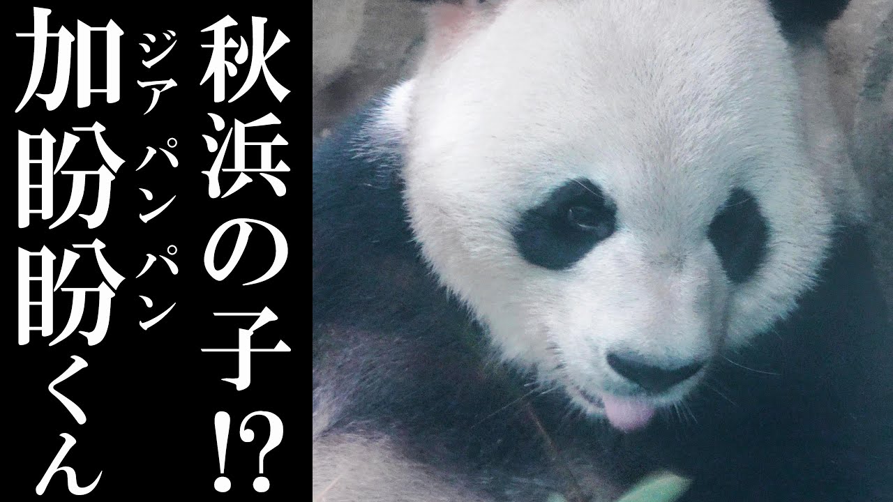 Mr. JiaPanPan, born in Canada！ - YouTube