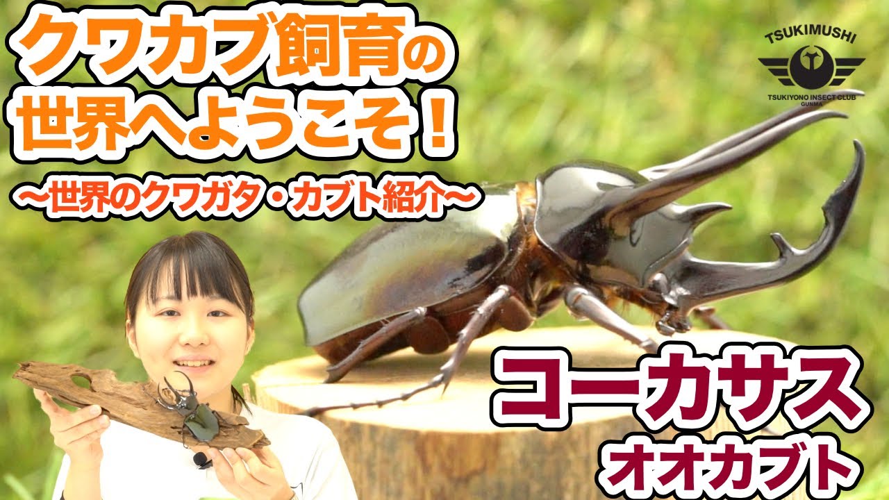 コーカサスオオカブトのご紹介アジア最大！キラっと光る美しき暴君 | 月虫