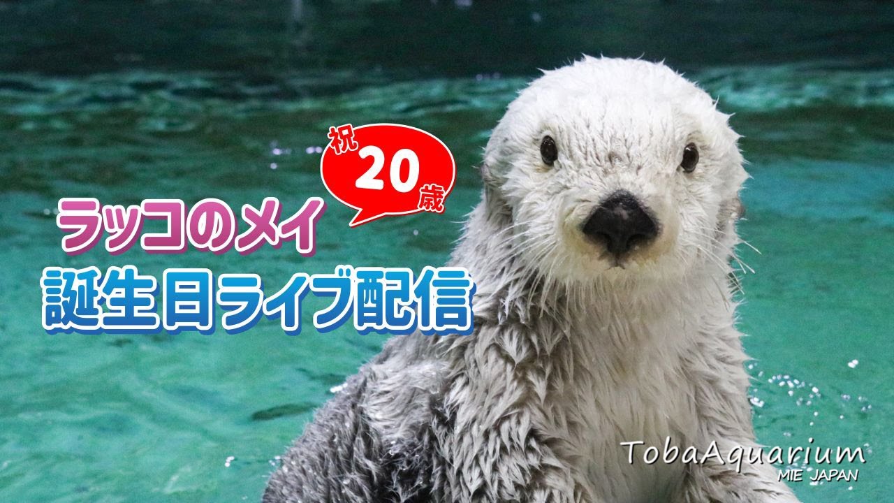 鳥羽水族館》ラッコ「メイ」祝20歳！誕生日ライブ配信 ダイジェスト版