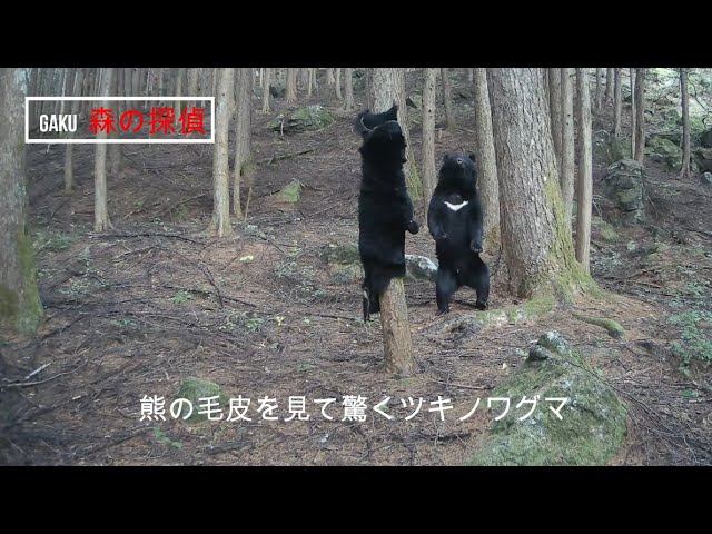 熊の毛皮にツキノワグマ…が - YouTube