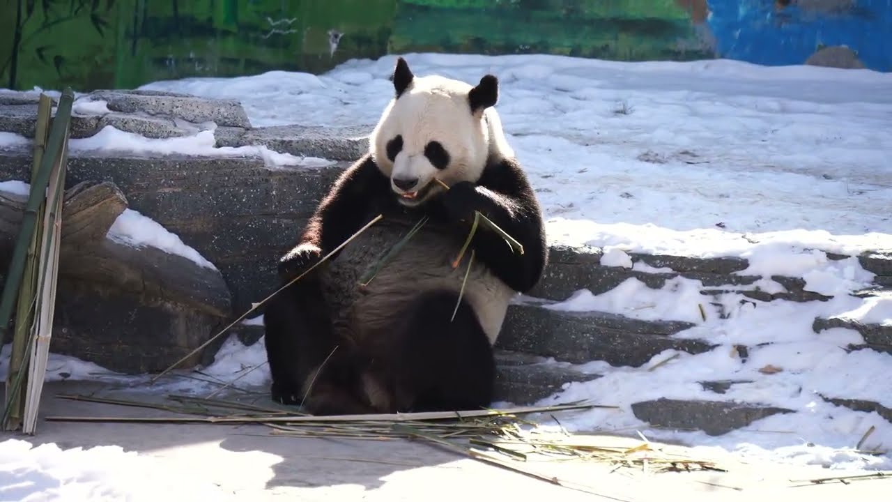 2026.01.02 今日のパンダ（4043日目）[8K] - YouTube
