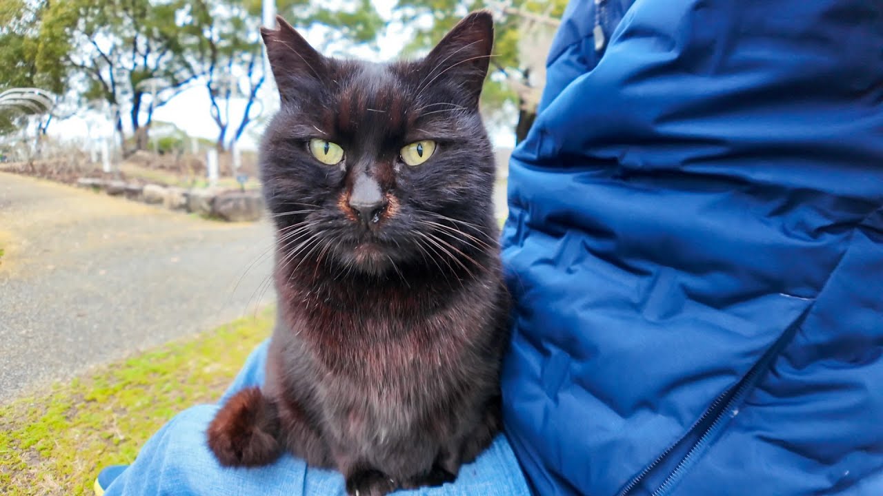公園のテーブルに座ると黒猫ちゃんが膝の上に座ってきた - YouTube