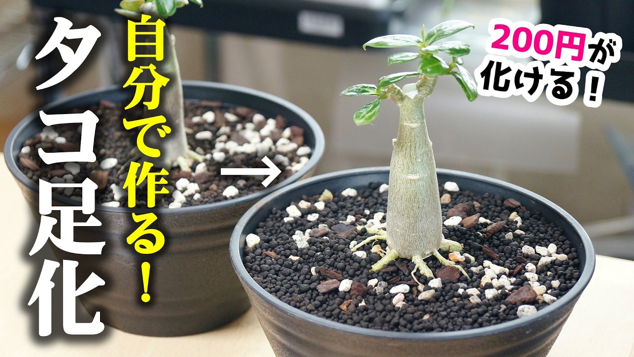 極美タコ足/極太/塊根植物】アデニウム タイソコトラナム タコ足仕立て