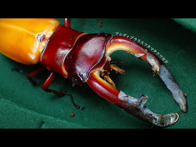 標本 M. ugandensis 67mm larva breeding 標本 M. ugandensis 67mm