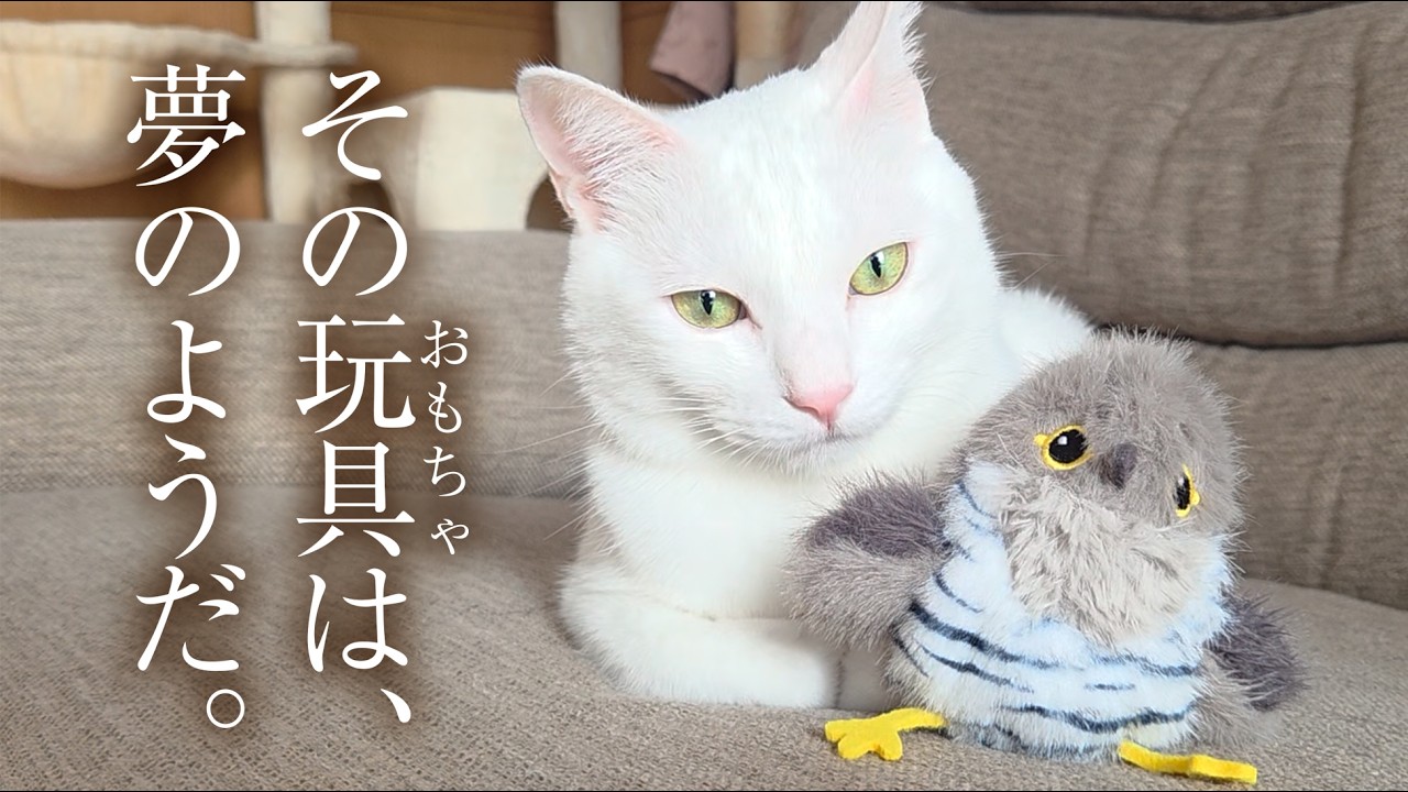 A dream toy for house cats. - YouTube