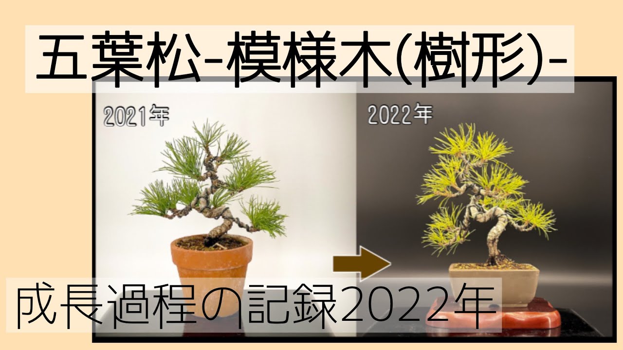 盆栽【五葉松-模様木(樹形)-】成長過程の記録2022年【Bonsai Japanese