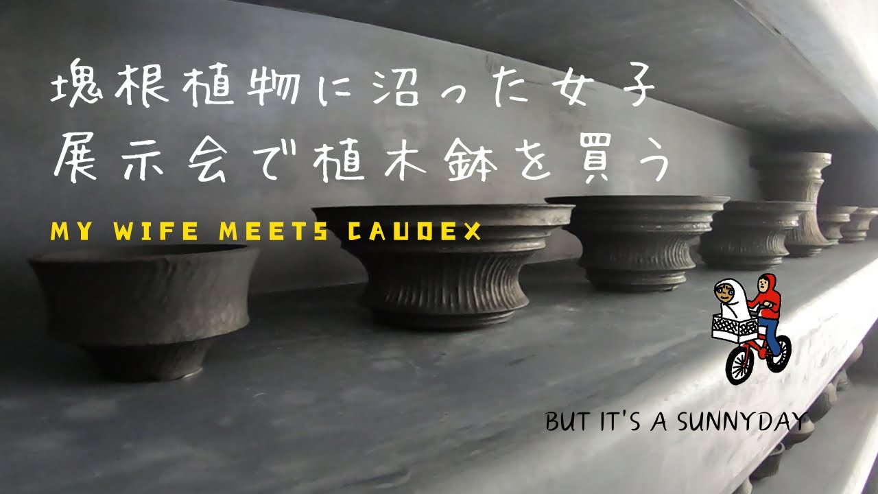 塊根植物に沼った女子が展示会で植木鉢を買う 小野瀬一さん陶器鉢展示