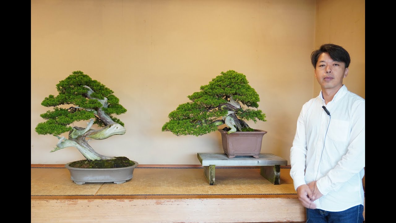 最近の盆栽、大品真柏 - YouTube