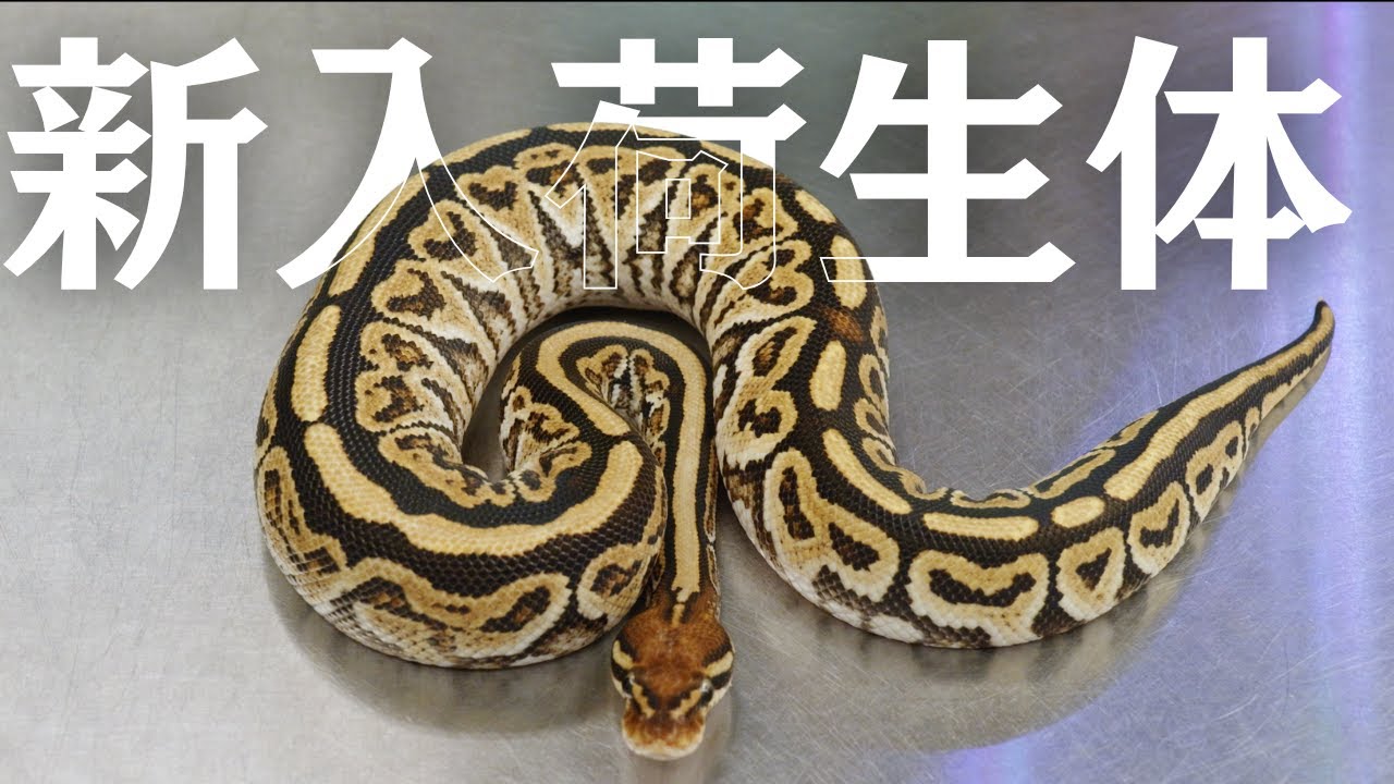 新入荷情報】珠玉のボールパイソンを見せます!! - YouTube