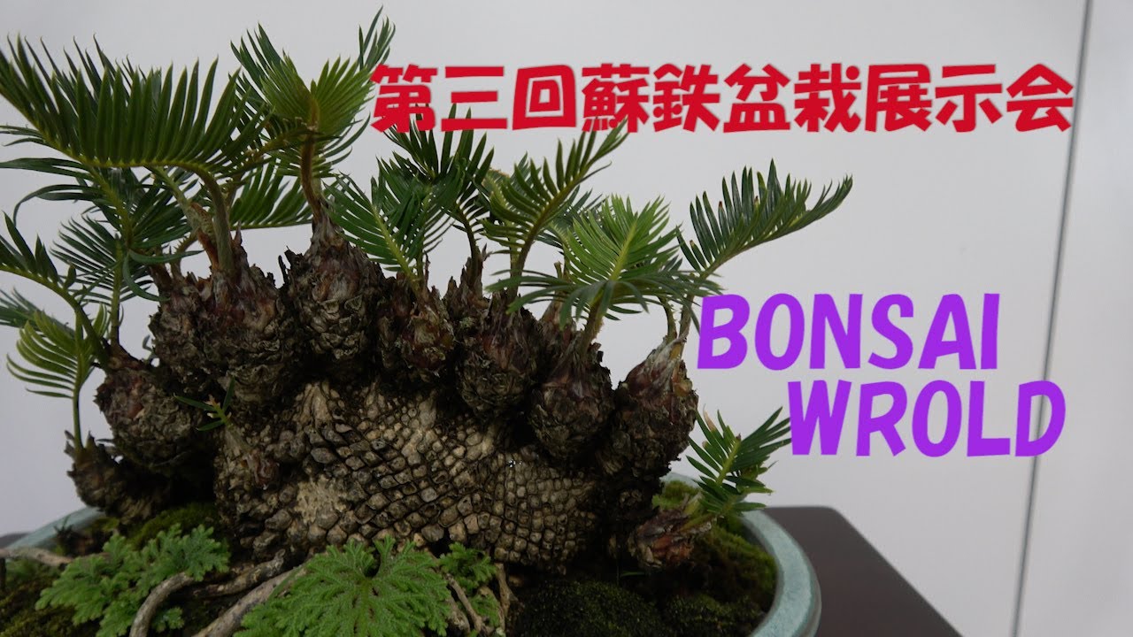 第三回蘇鉄盆栽展示会 BONSAI WROLD [165] - YouTube