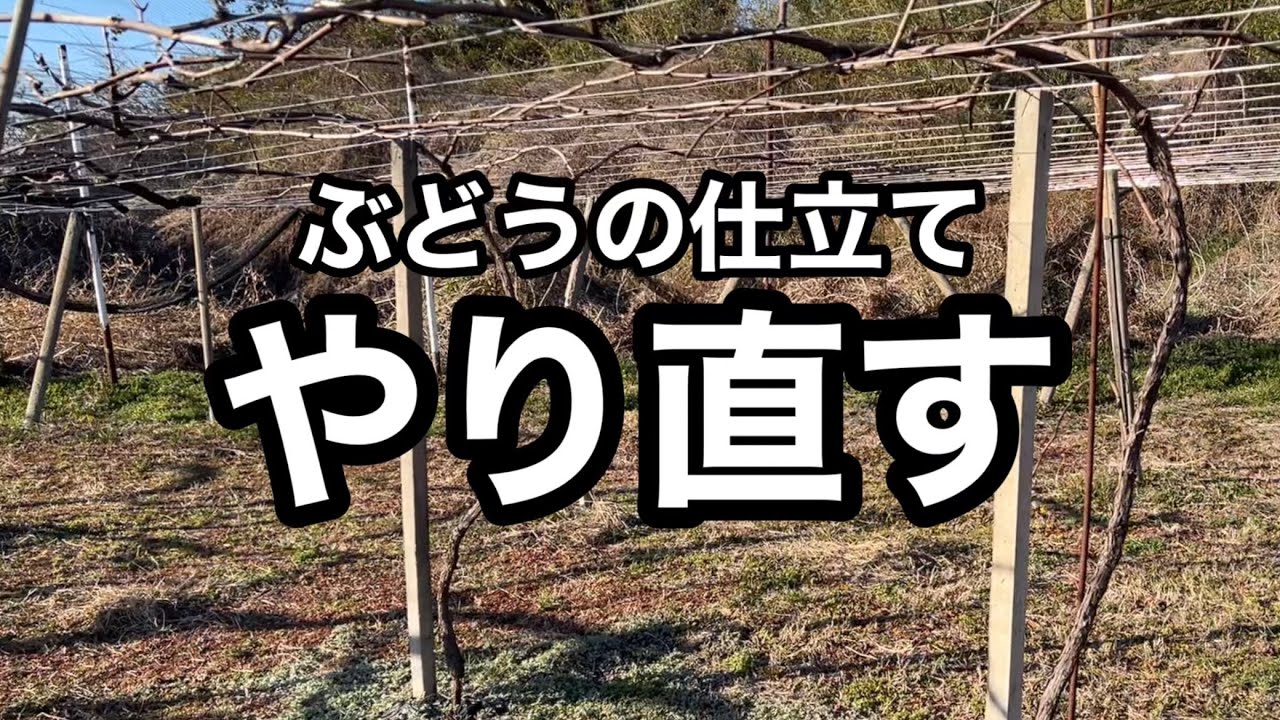 ぶどう台木剪定枝 テレキ 40本（その15） ぶどう台木剪定枝 テレキ 40