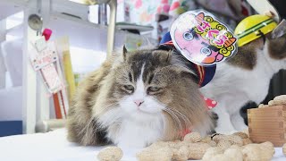 53 鬼は外だにゃ！「ふにゃ～り日和」 - YouTube